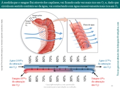 Diapositivo38