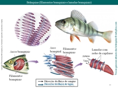 Diapositivo40