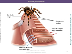 Diapositivo62