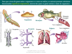 Diapositivo8