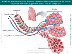Diapositivo86