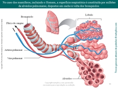 Diapositivo86