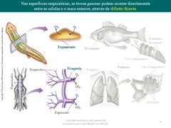 Diapositivo9