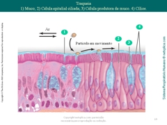 Diapositivo19