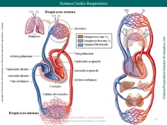 Diapositivo73