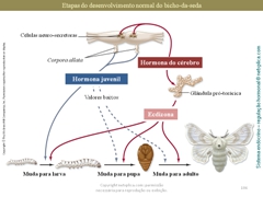 Diapositivo106