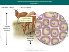 Diapositivo12