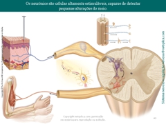 Diapositivo43