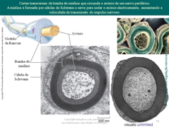 Diapositivo54