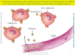 Diapositivo74