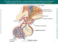 Diapositivo86