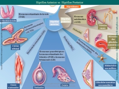 Diapositivo92