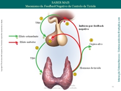 Diapositivo95