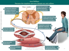 Diapositivo13