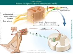 Diapositivo15