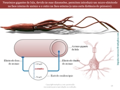 Diapositivo18