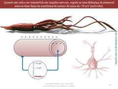 Diapositivo19