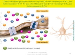 Diapositivo24