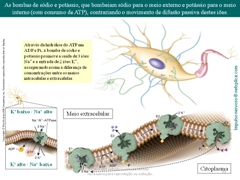 Diapositivo33