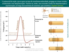 Diapositivo52