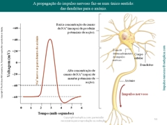 Diapositivo53