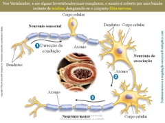 Diapositivo55