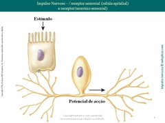 Diapositivo6