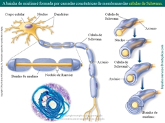 Diapositivo62