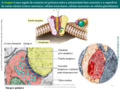 Diapositivo71