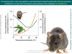 Diapositivo11