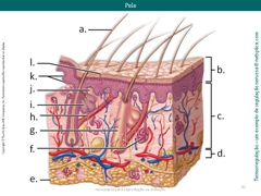 Diapositivo42