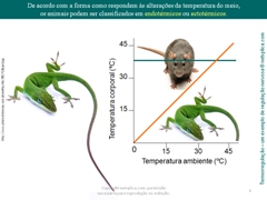 Diapositivo6