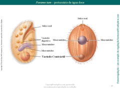 Diapositivo10