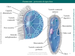 Diapositivo11