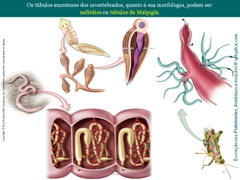 Diapositivo47