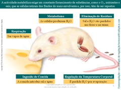 Diapositivo5