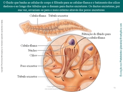 Diapositivo51