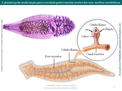 Diapositivo52