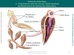 Diapositivo54