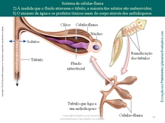 Diapositivo55