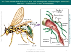 Diapositivo67