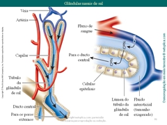 Diapositivo81