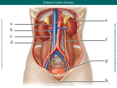 Diapositivo13