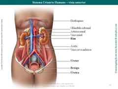 Diapositivo14