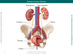 Diapositivo17