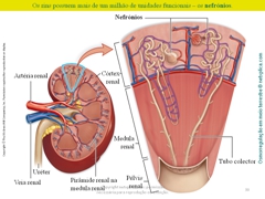 Diapositivo30