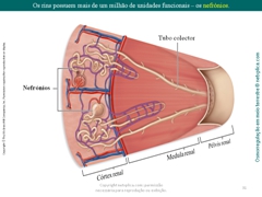 Diapositivo31