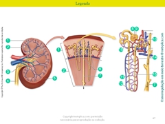 Diapositivo47