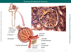 Diapositivo52