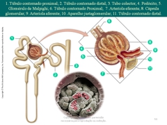 Diapositivo53